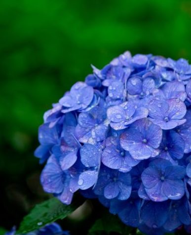 小諸城址「懐古園」で紫陽花(アジサイ)鑑賞!アクセスや見どころを紹介!